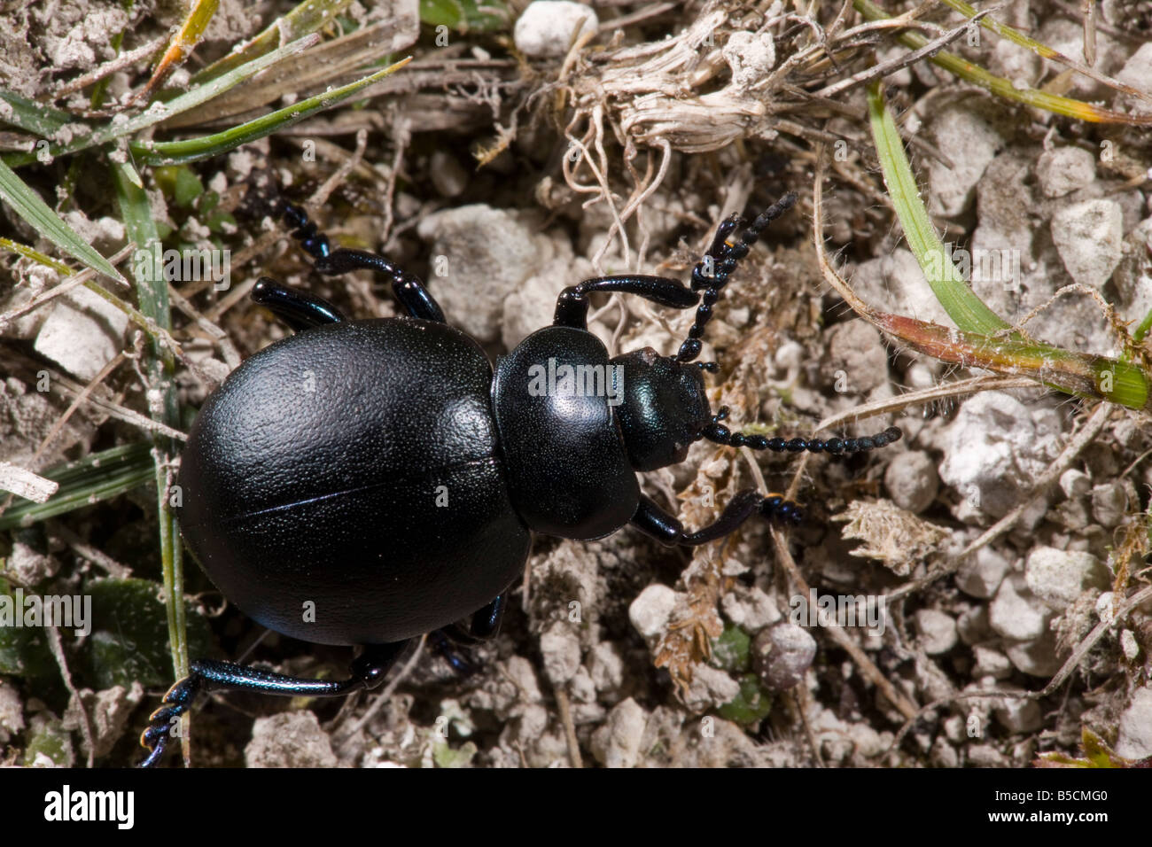 Blutige Nase Käfer Timarcha Tenebricosa auf Kreide Downland Hants Stockfoto