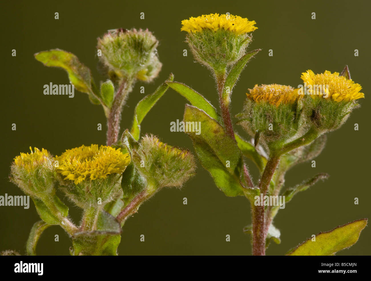 Kleinen Berufkraut Pulicaria Vulgaris sehr seltene Pflanze streifte Grünland in den New Forest Hants Stockfoto