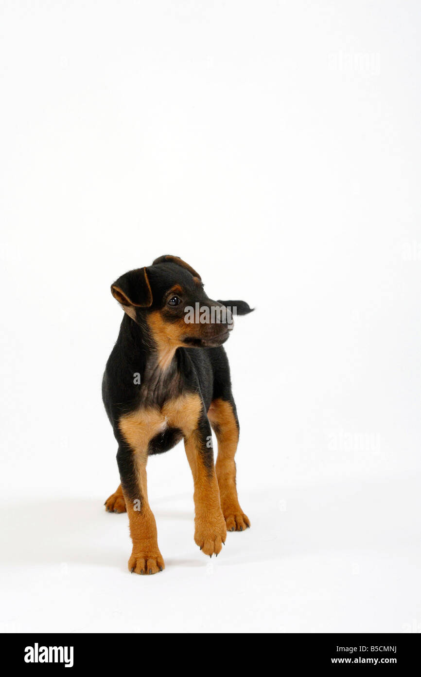 Deutscher Jagdterrier Welpen 8 Wochen Stockfoto