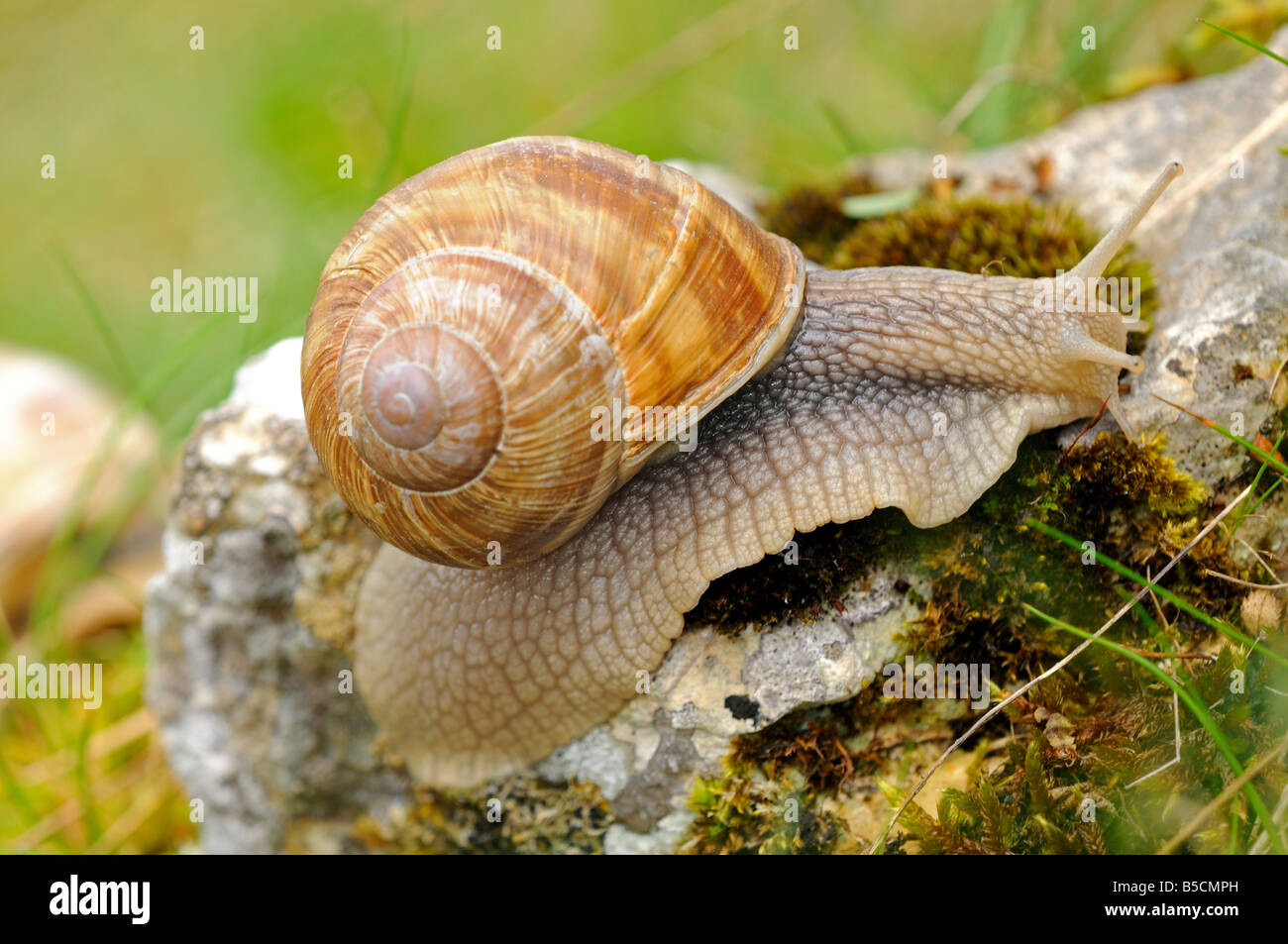 Burgund Schnecke römische Schnecke Helix pomatia Stockfoto