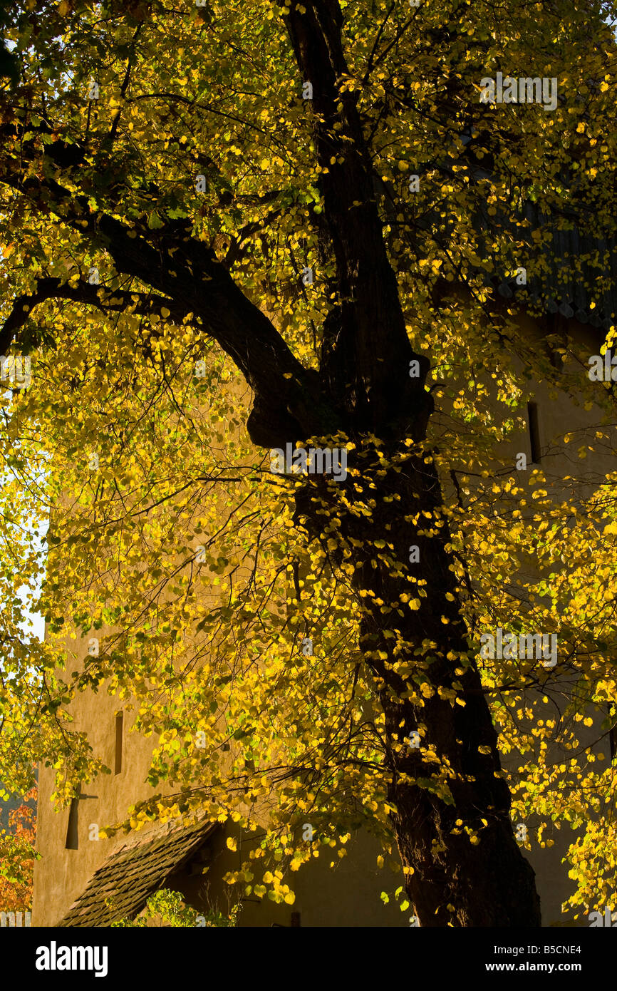 Kleinblättrige Limetten Tilia Cordata Herbst von der alten Kirche in sächsischen Dorf Birthälm oder Berethalom Siebenbürgen, Rumänien Stockfoto