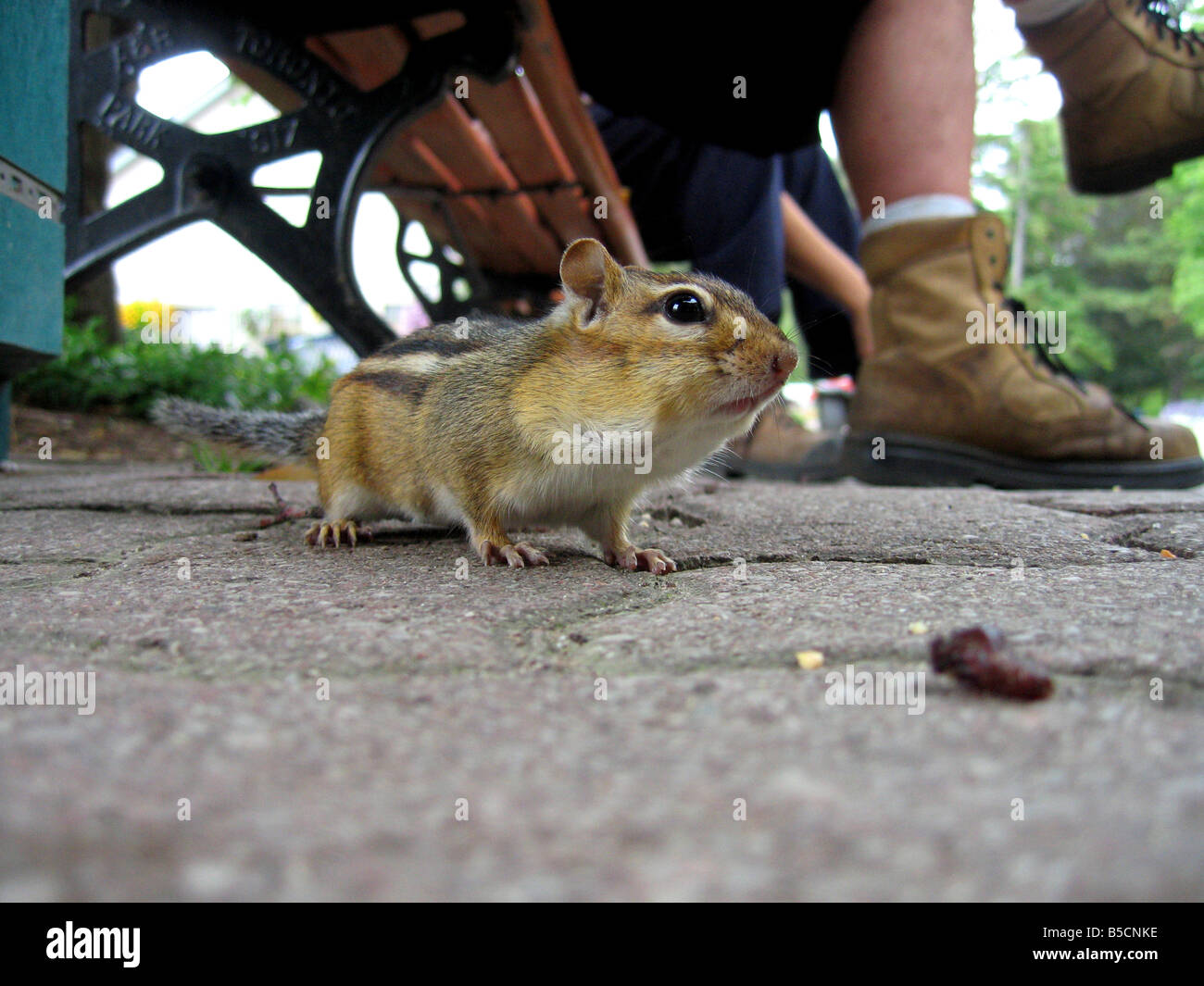 Ein Eichhörnchen huscht um die Füße der Besucher des Parks auf der Suche nach Nahrung Stockfoto