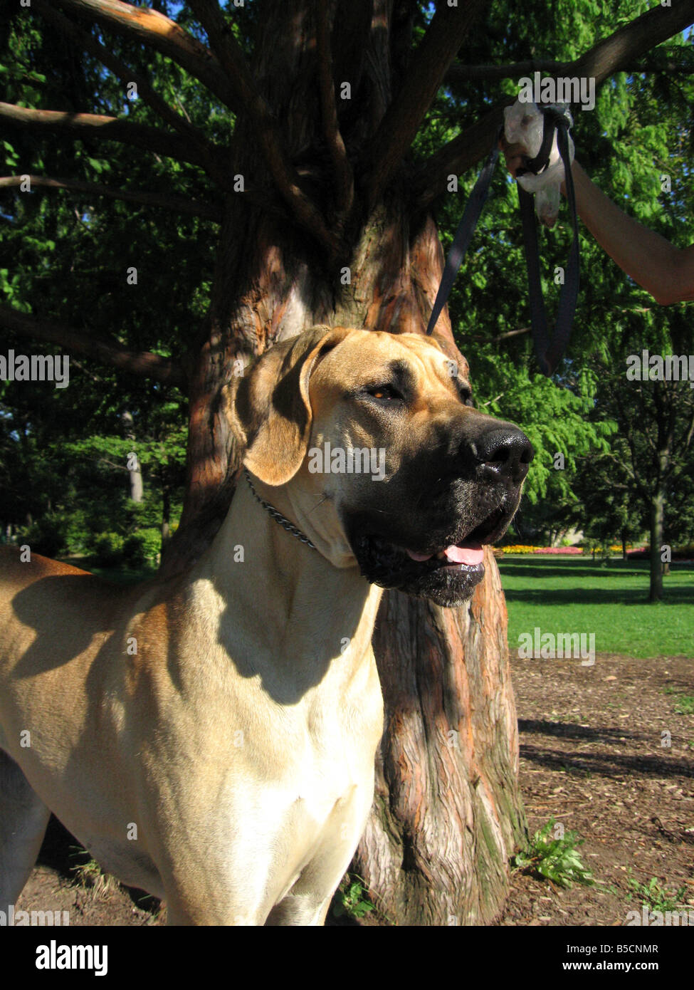 Eine Deutsche Dogge eine der größeren Arten von Haushunden. Stockfoto