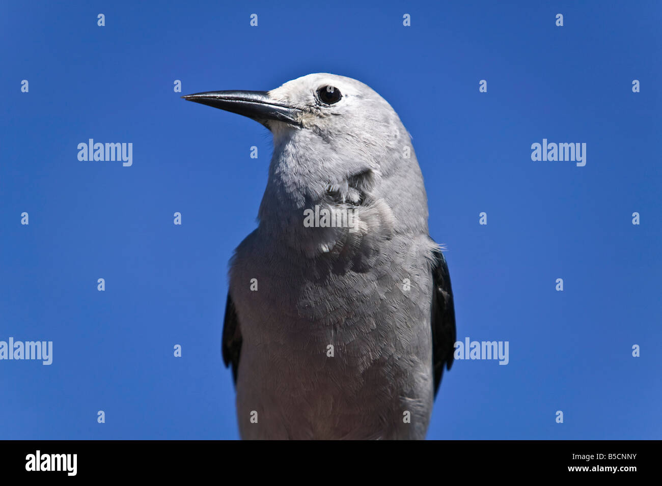 Clarks Nussknacker Vogel in Manning Park Kanada Stockfoto