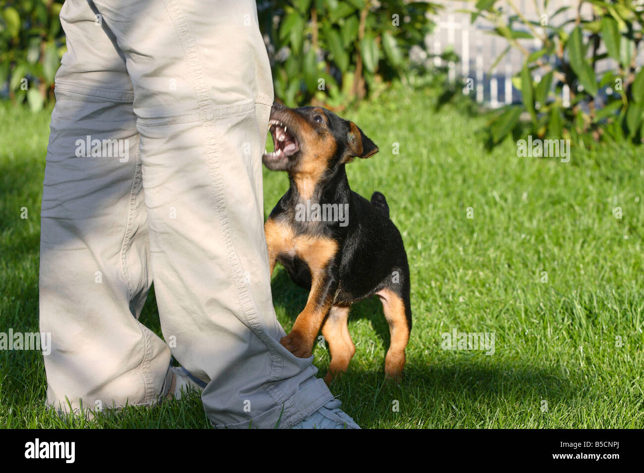 Deutscher Jagdterrier Welpen 8 Wochen Stockfoto