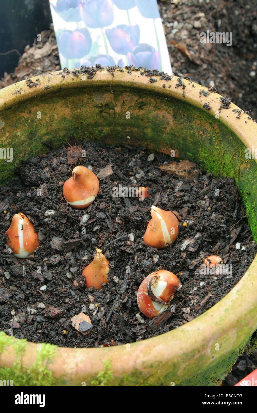 BEPFLANZUNG TULPENZWIEBELN EINER DOPPELTEN SCHICHT VON TULIPA KÖNIGIN DER NACHT IM SPÄTHERBST Stockfoto