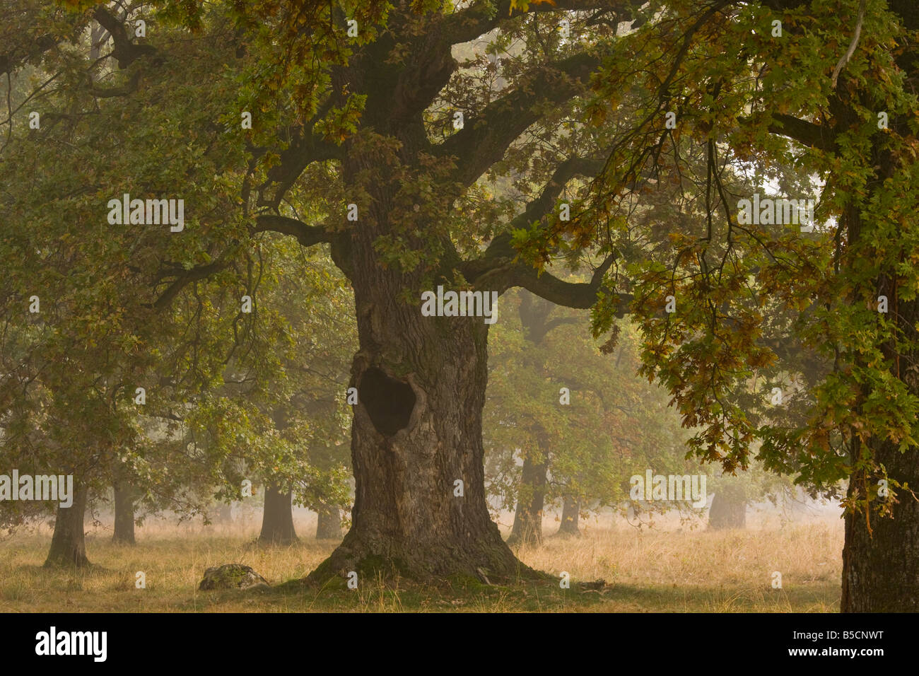 Altem Holz Weide mit alten Eichen im Herbst Nebel das Breite Naturreservat in der Nähe von Sigishoara Siebenbürgen Rumänien Stockfoto