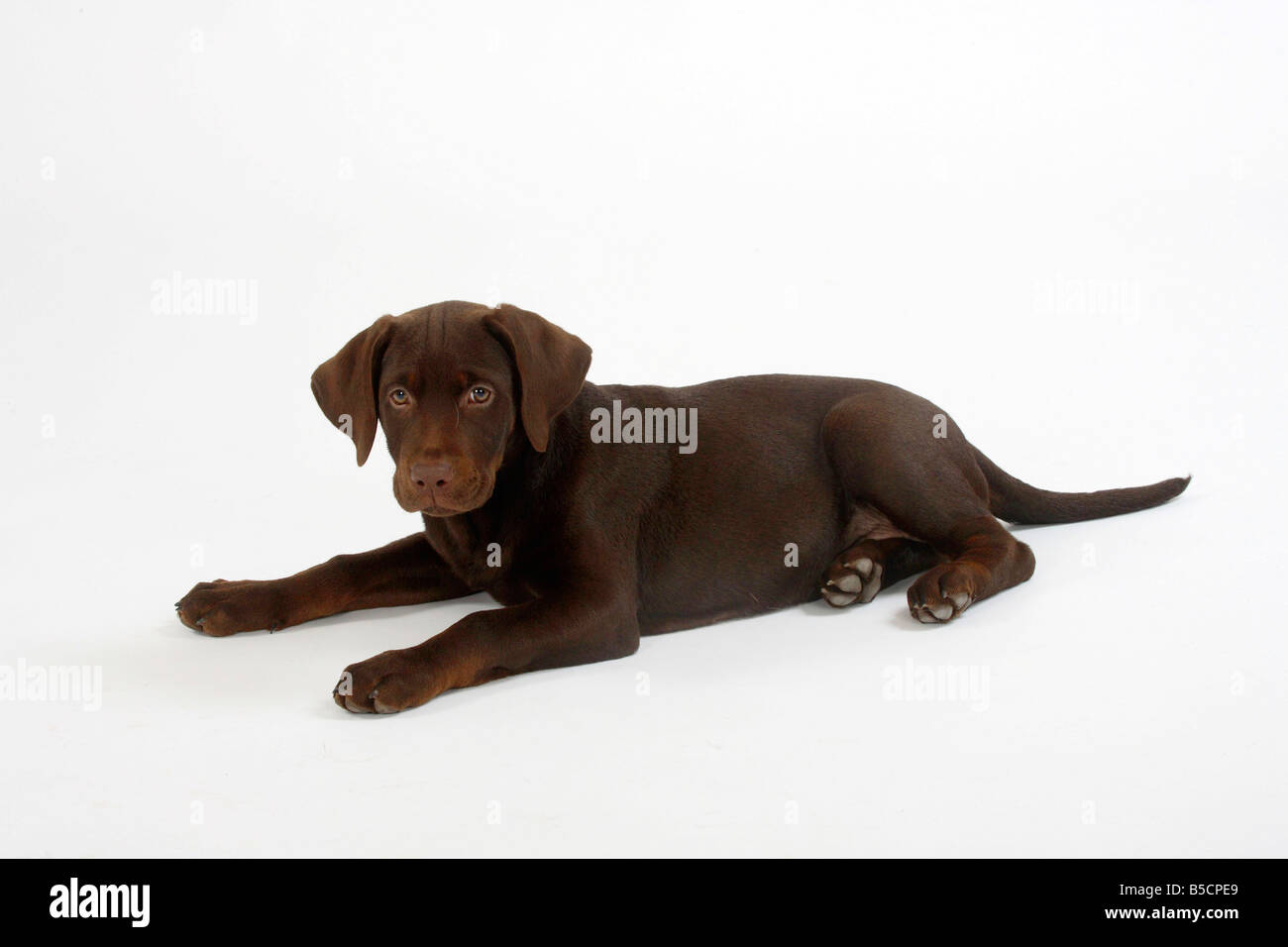 Labrador Retriever Welpen 11 Wochen Stockfoto