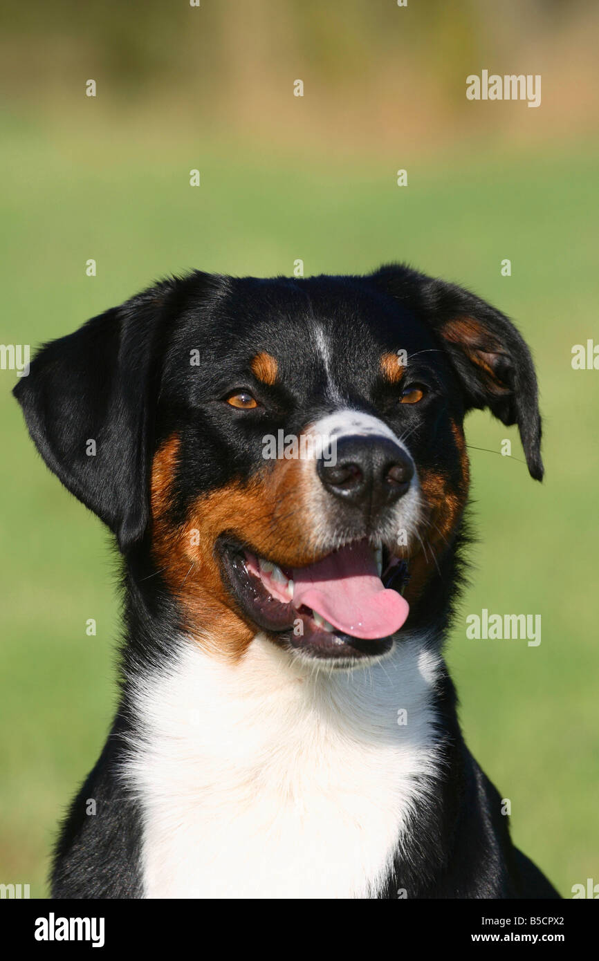 Appenzeller Sennenhund Stockfoto