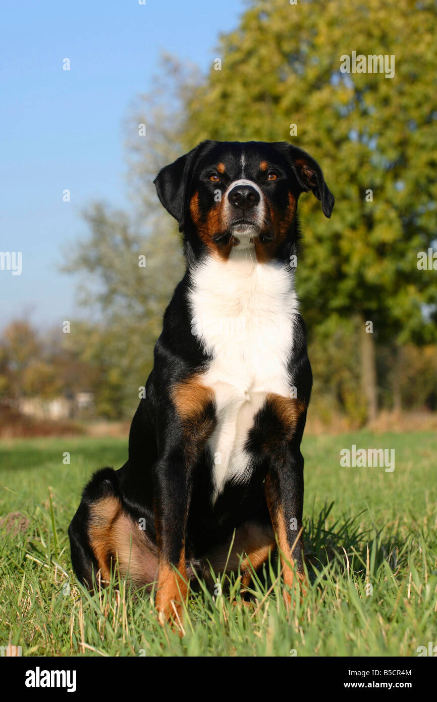 Appenzeller Sennenhund Stockfotos und -bilder Kaufen - Alamy