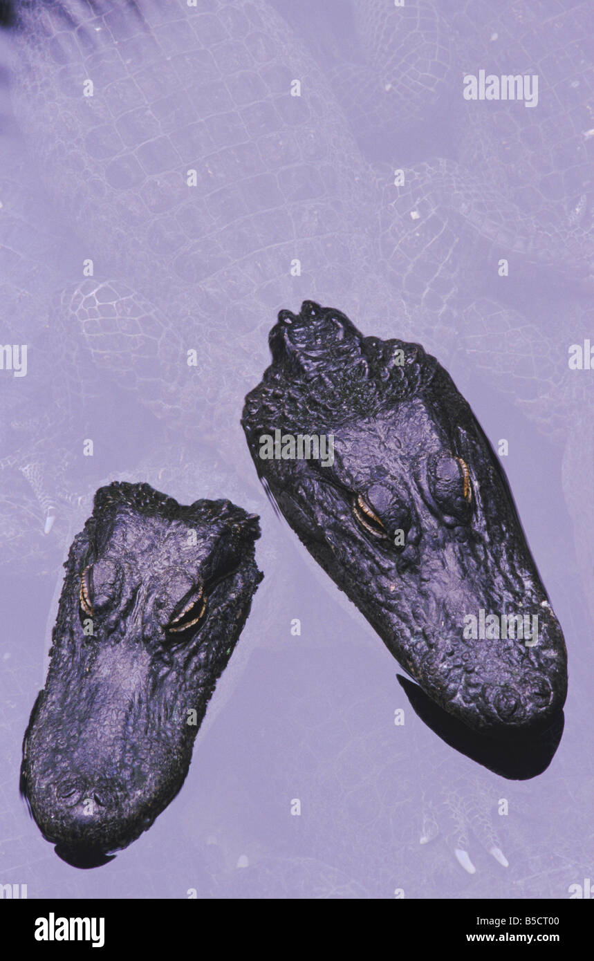 Amerikanischer Alligator Alligator Mississipiensis Erwachsene Myrtle Beach South Carolina USA Stockfoto