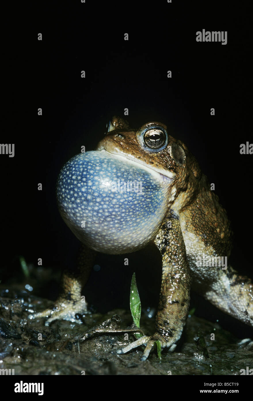 Amerikanische Kröte (Bufo Americanus), männliche in der Nacht anrufen, Raleigh, Wake County, North Carolina, USA Stockfoto