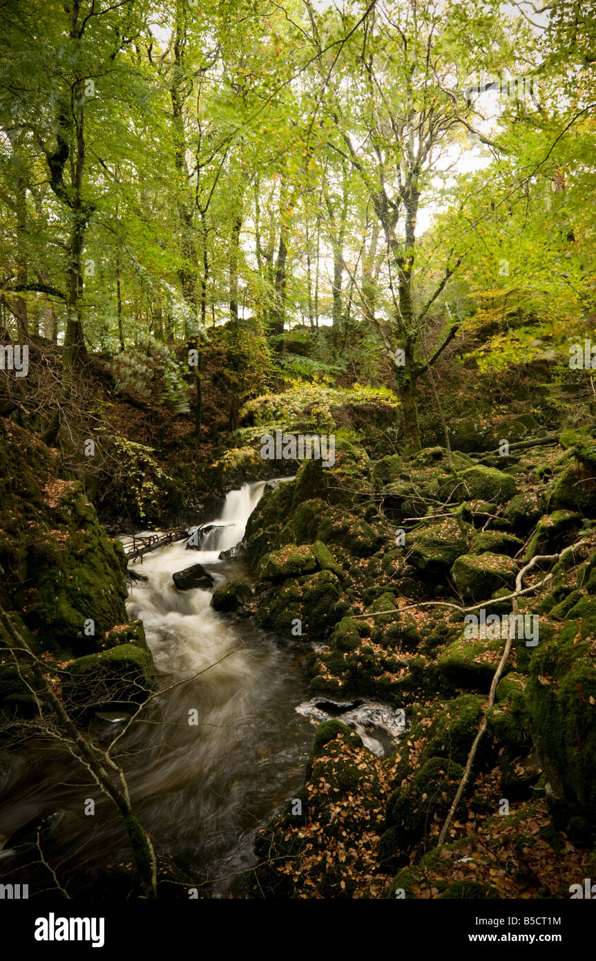 Torrent Wanderung Wanderweg durch Laubbäume Buche und Eiche Wälder in der Nähe Ortszentrum Snowdonia National Park Gwynedd North Wales UK Stockfoto