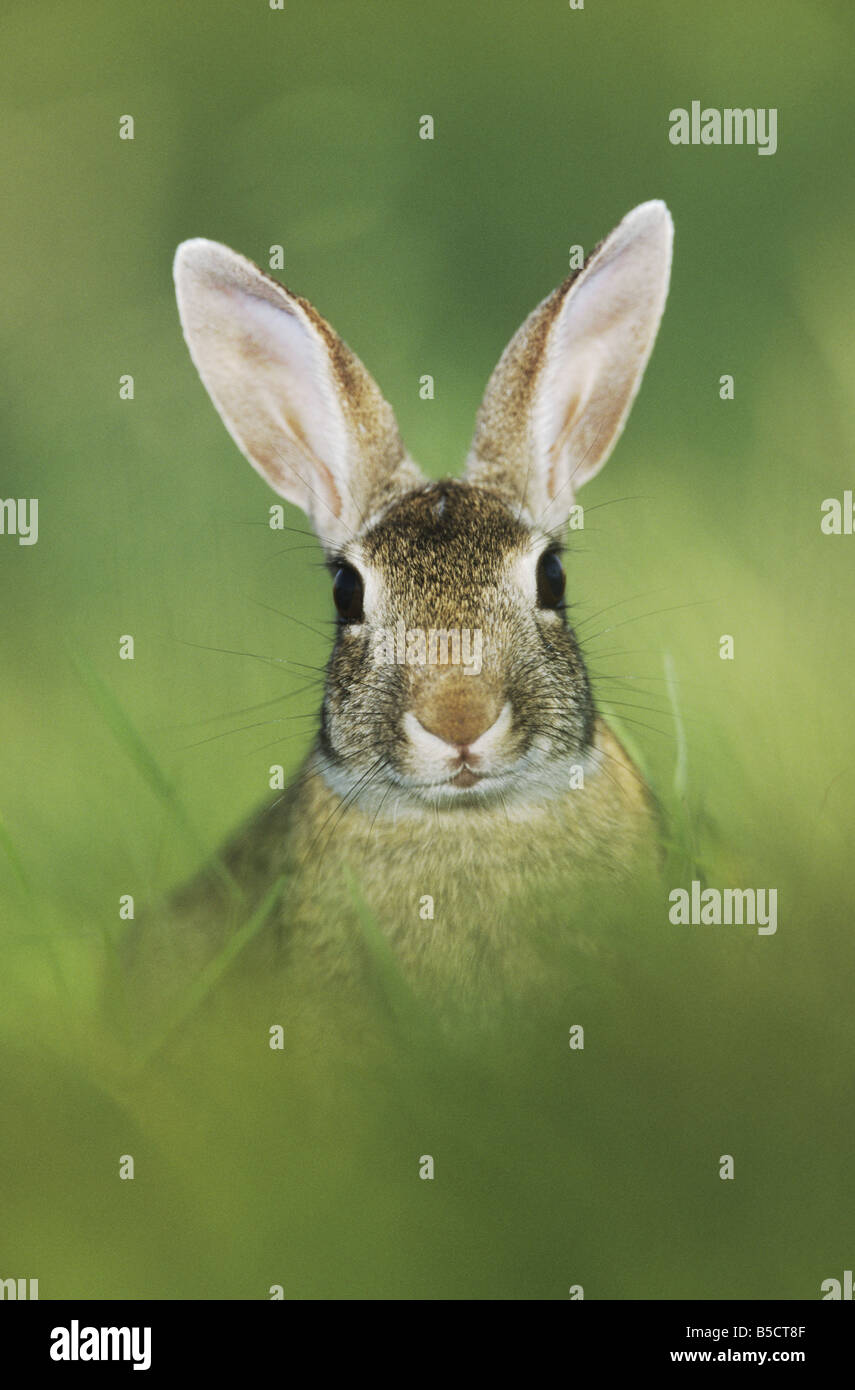 Östlichen Cottontail Sylvilagus Floridanus Erwachsenen Starr County Rio Grande Valley Texas USA Mai 2002 Stockfoto