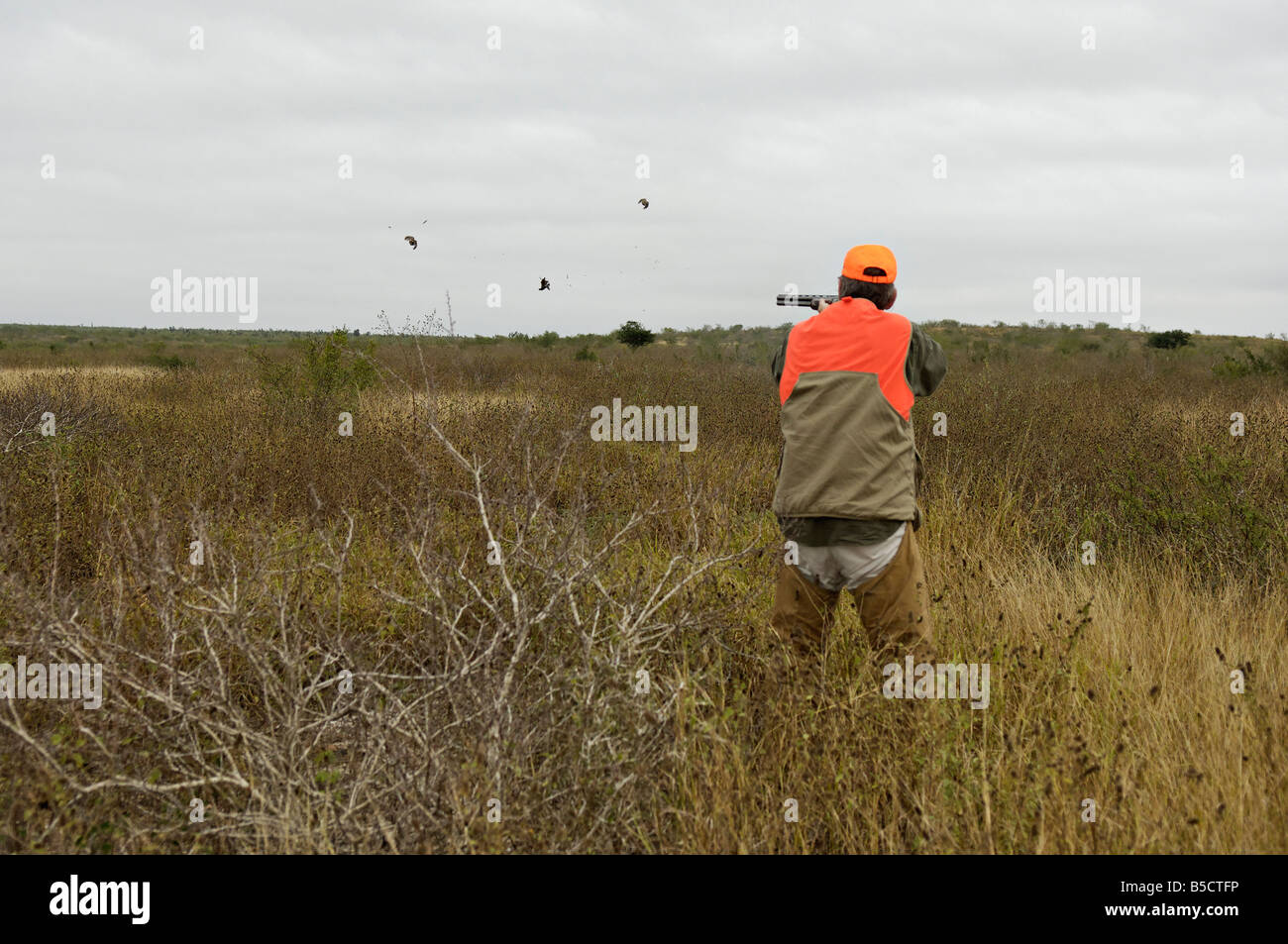 Hochland Bird Hunter und Flushing Bobwhite Quail Tamaulipas Mexiko Stockfoto