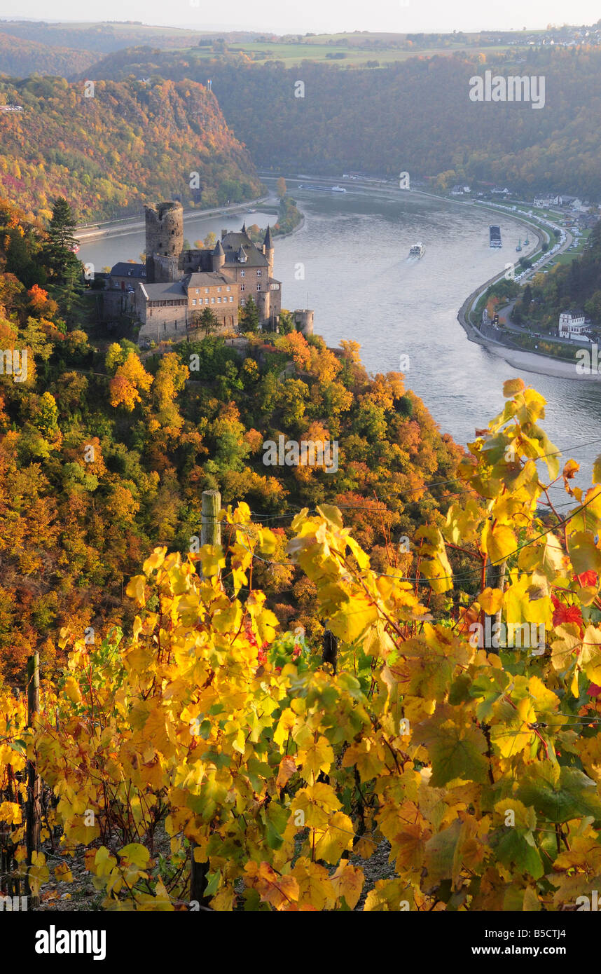 Reben, Rhein Tal Burg Katz im Herbst, Deutschland Stockfoto