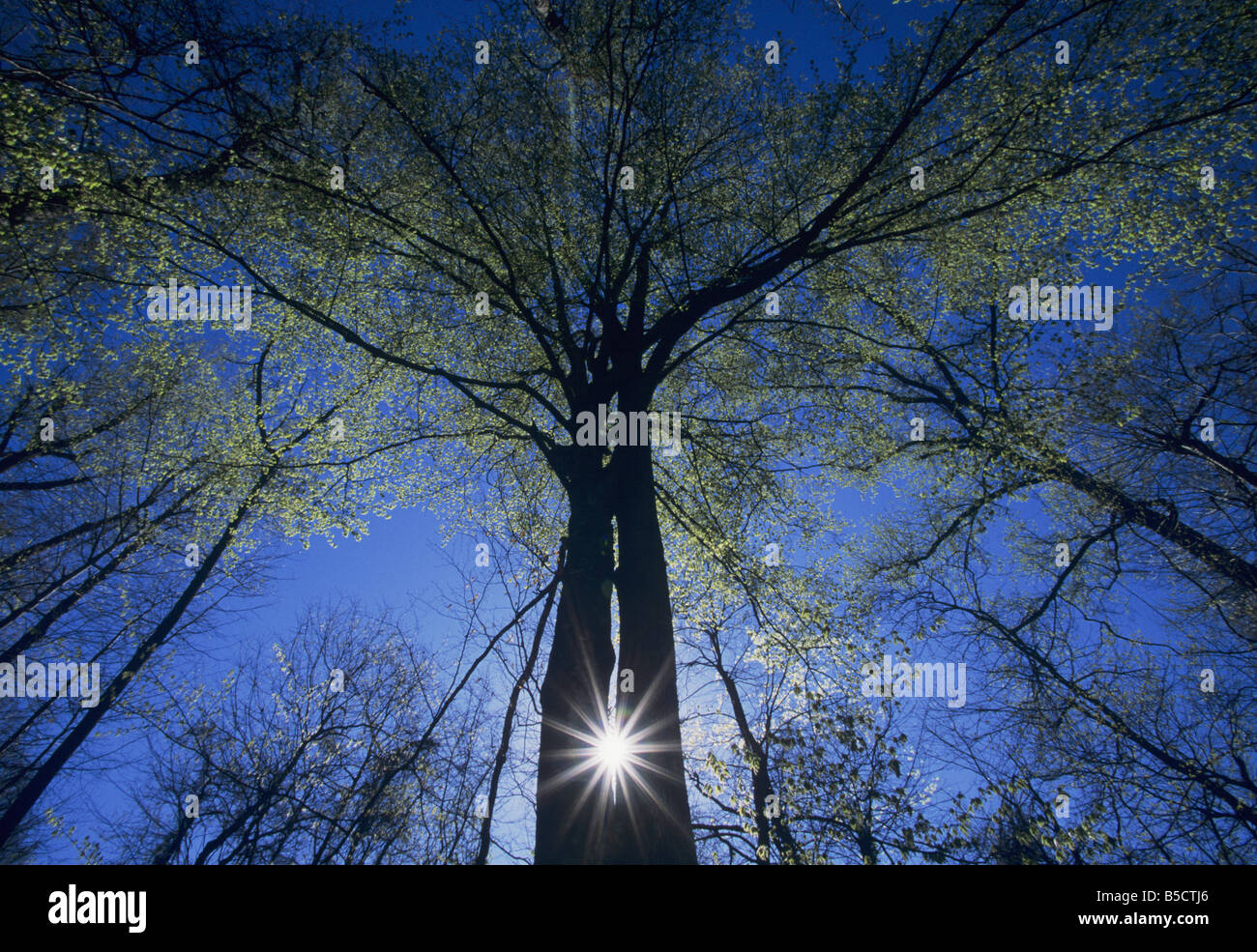 Sun Burst zwischen zwei Bäumen im zeitigen Frühjahr Raleigh Wake County North Carolina USA Stockfoto