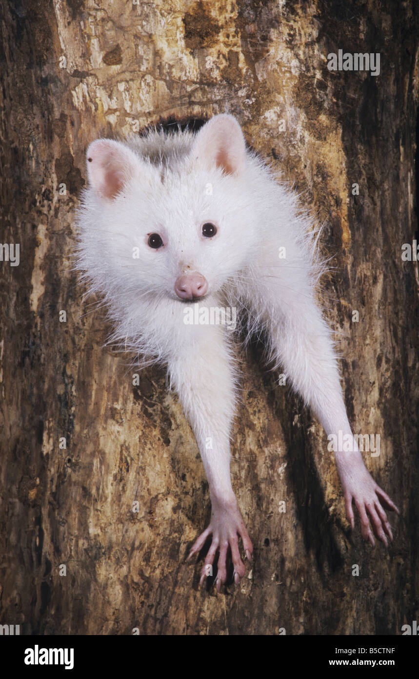 Nördlichen Waschbär Procyon Lotor Albino in Baumhöhle Raleigh Wake County North Carolina USA Stockfoto