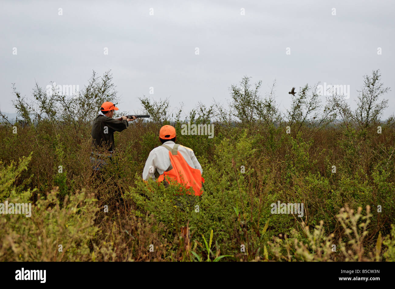 Hochland Vogelführer Hunter und Flushing Bobwhite Quail in Mexiko Stockfoto