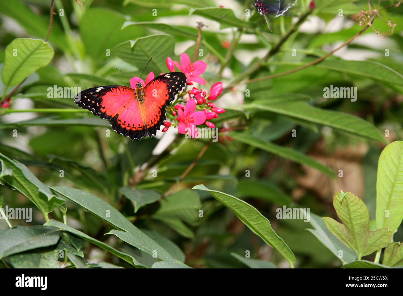 Cethosia Biblis Florfliege Schmetterling aus Südost-Asien leben auf rosa blühende Pflanze, gefangen Stockfoto