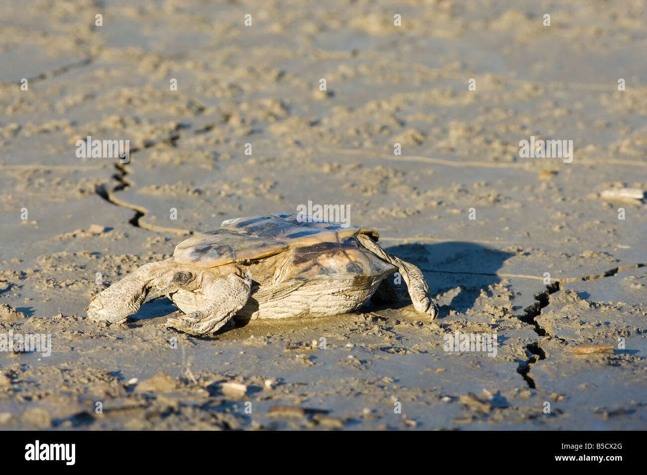 Tote Schildkröte Stockfoto