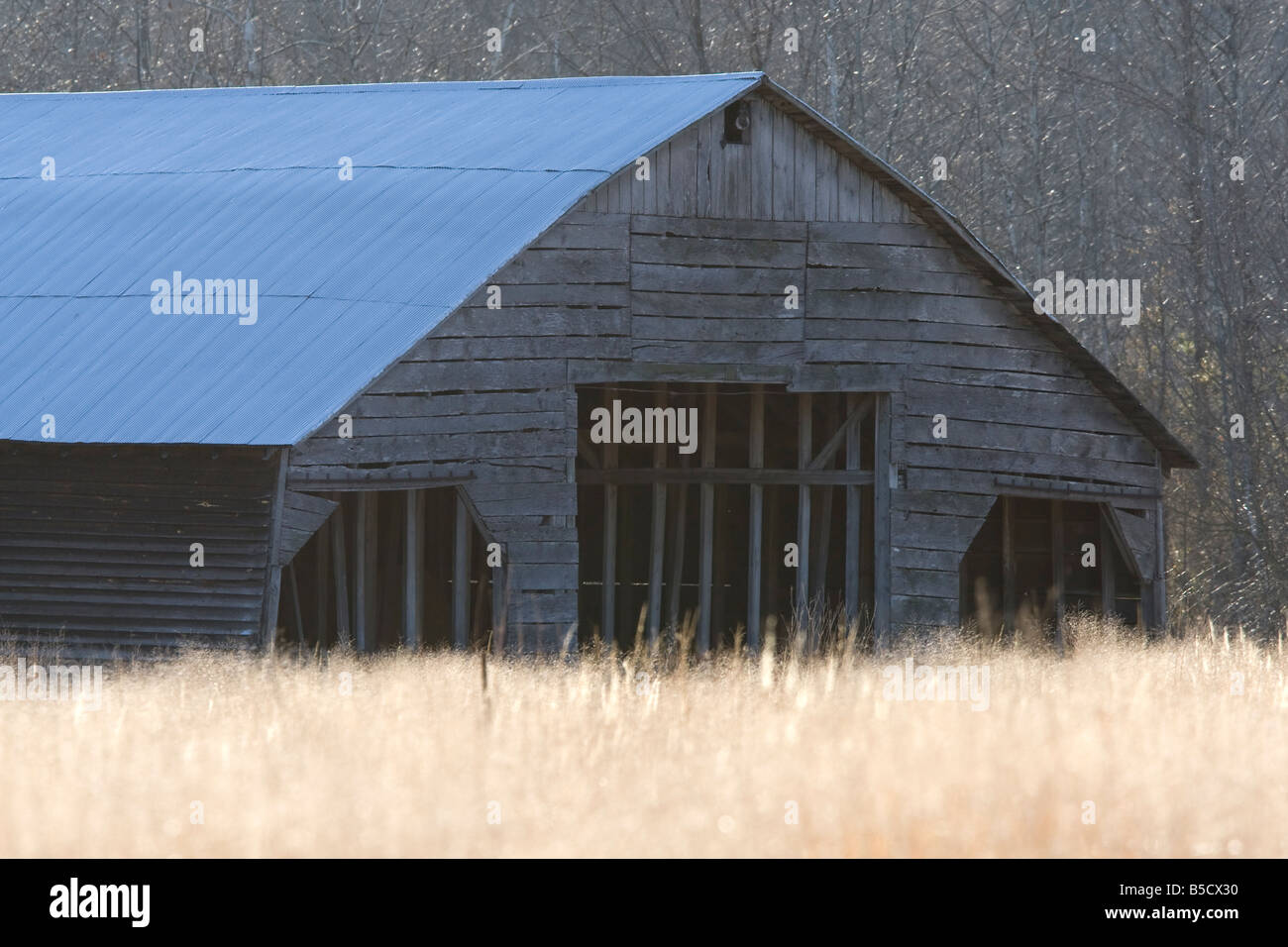 Eine rustikale Scheune in einem Rutenhirse-Feld in der Nähe von Deerfield Virginia Stockfoto