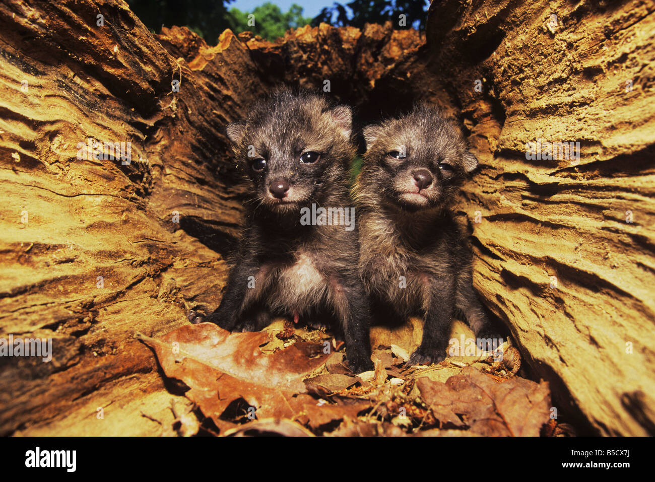 Gray Fox Urocyon Cinereoargenteus Young in Verschachtelung Hohlraum im hohlen Baum Raleigh Wake County North Carolina USA Stockfoto