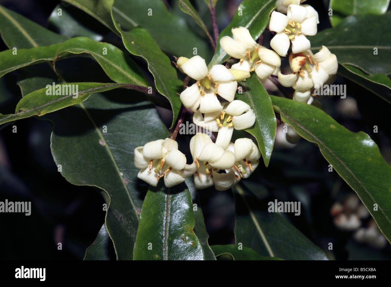 Sweet Pittosporum/Victorian Box Pittosporum Undulatum Familie