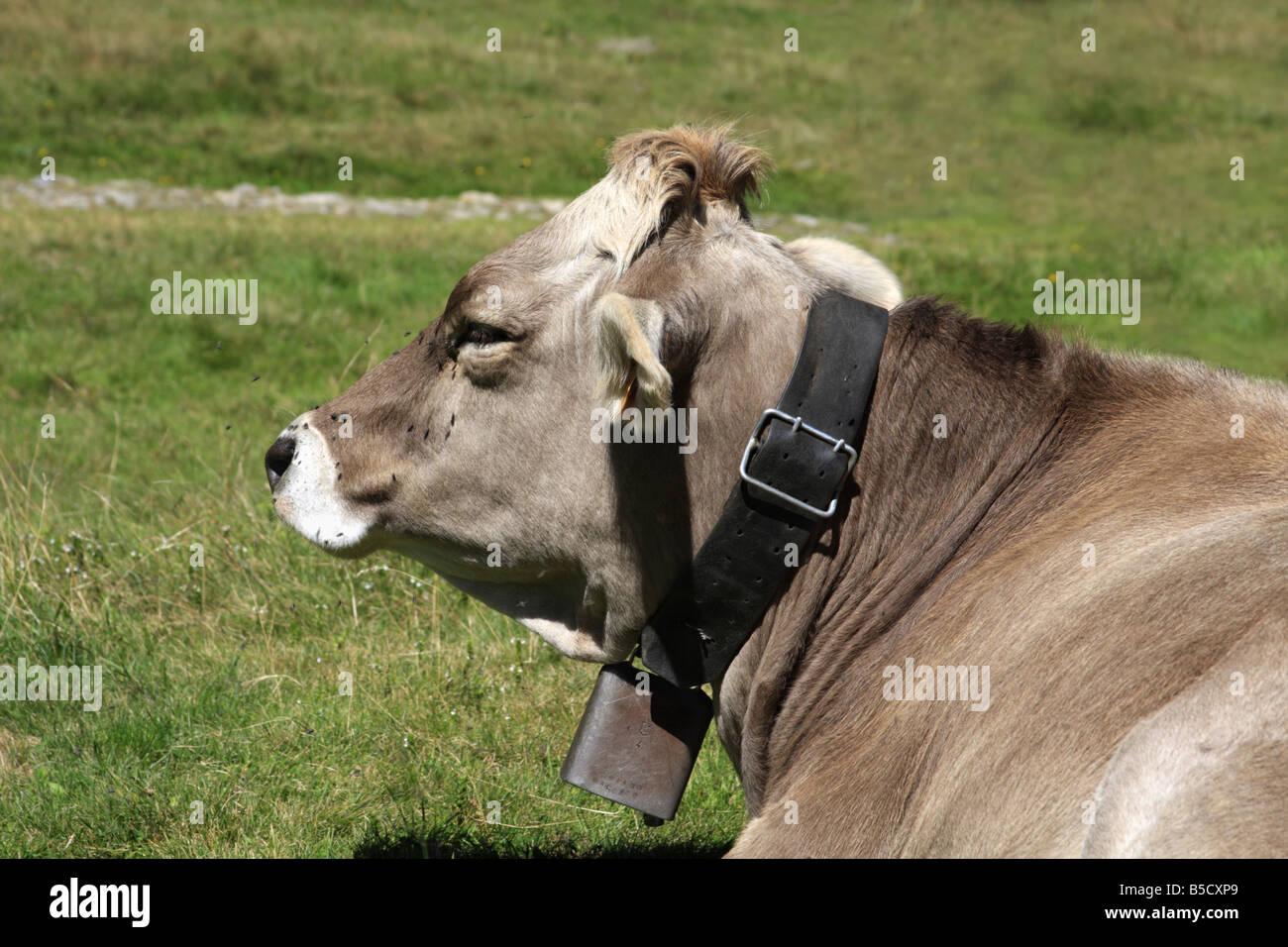 Braune Kuh mit Glocke in einem alpinen Bereich, Italien Stockfoto