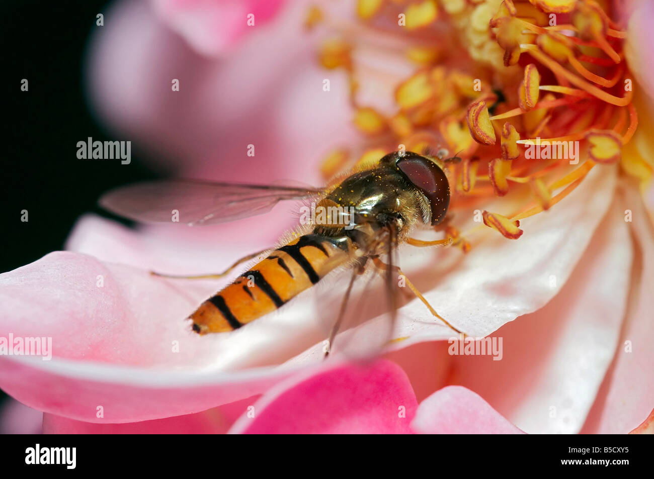 Nahaufnahme der Syrphid Fliege auf der Blume Stockfoto