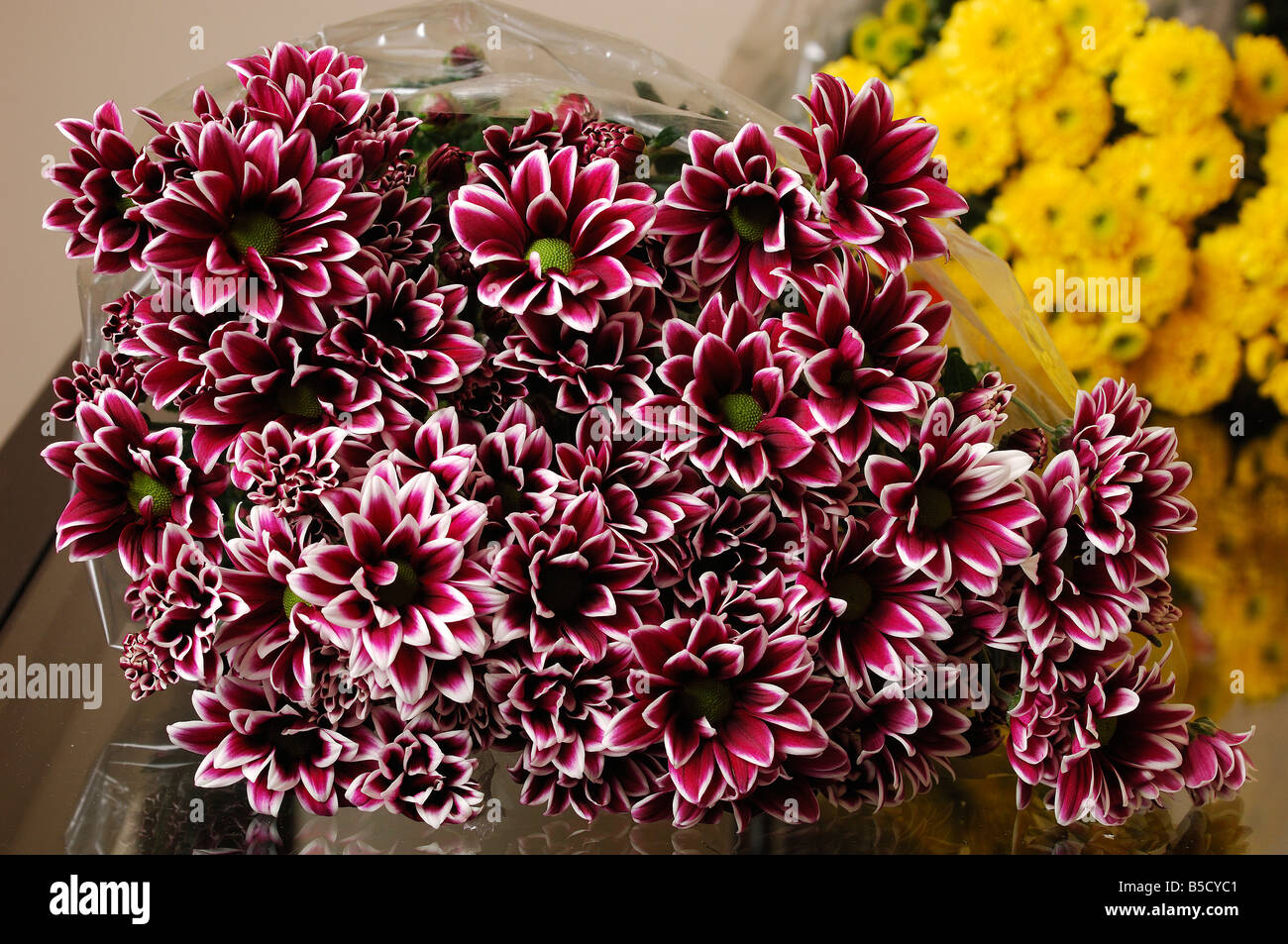 Zwei Ton-Chrysanthemen, die oft als Mütter Stockfoto