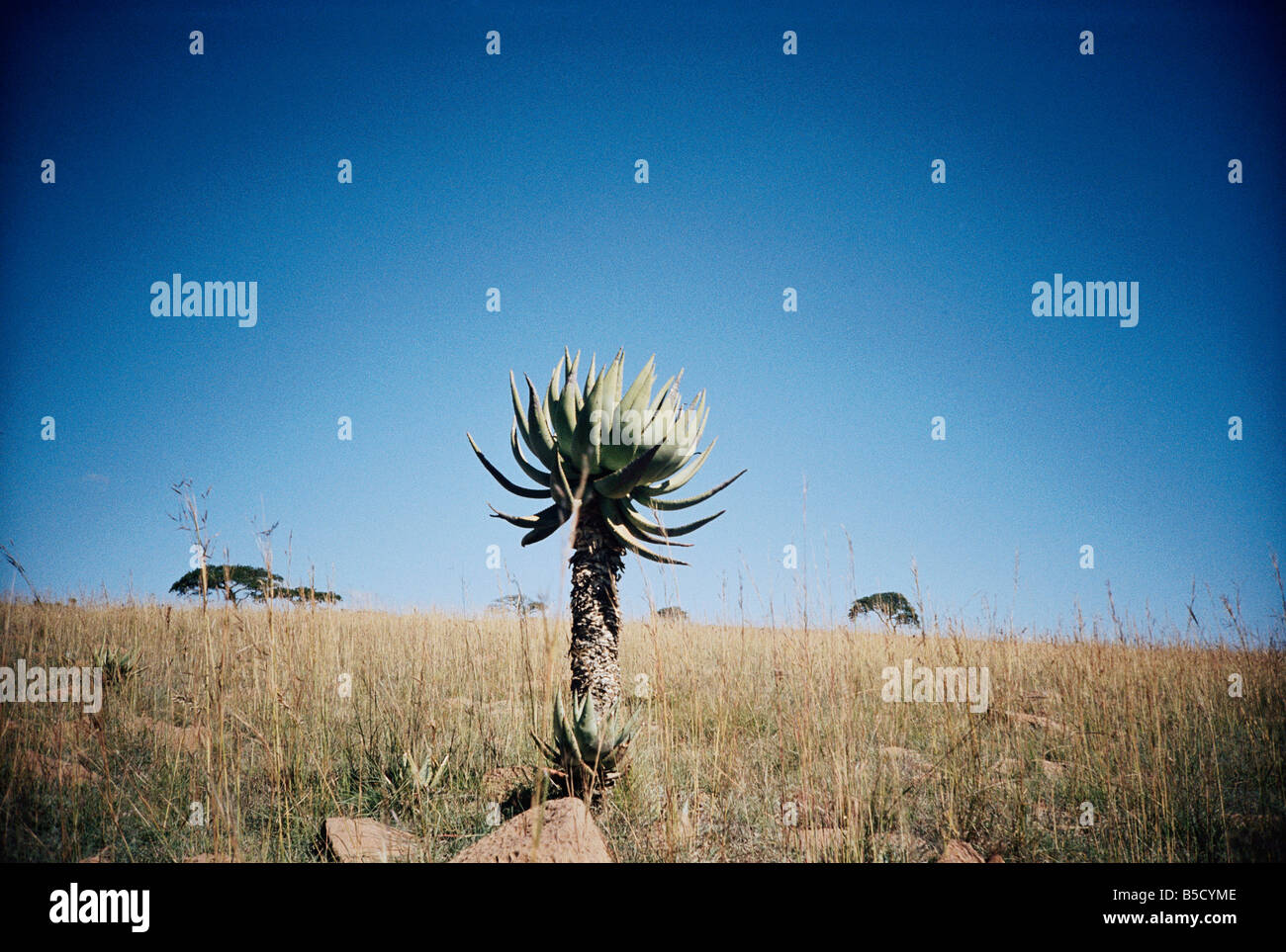 Südafrika, Aloen im Buschfeld Stockfoto