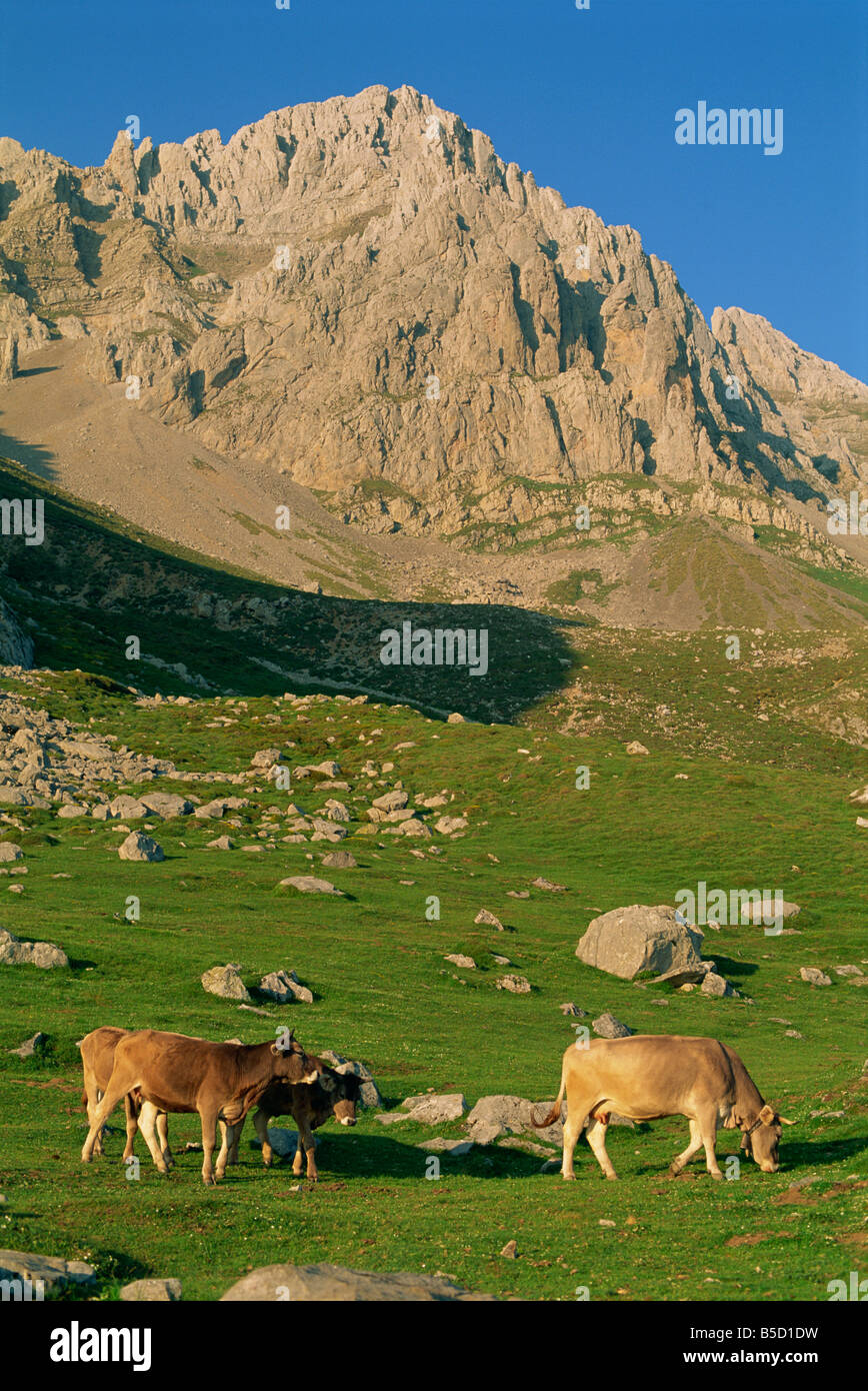 Rinder auf der hohen Weide in das Zentralmassiv der Picos de Europa Berge in Kantabrien Spanien D Maxwell Stockfoto