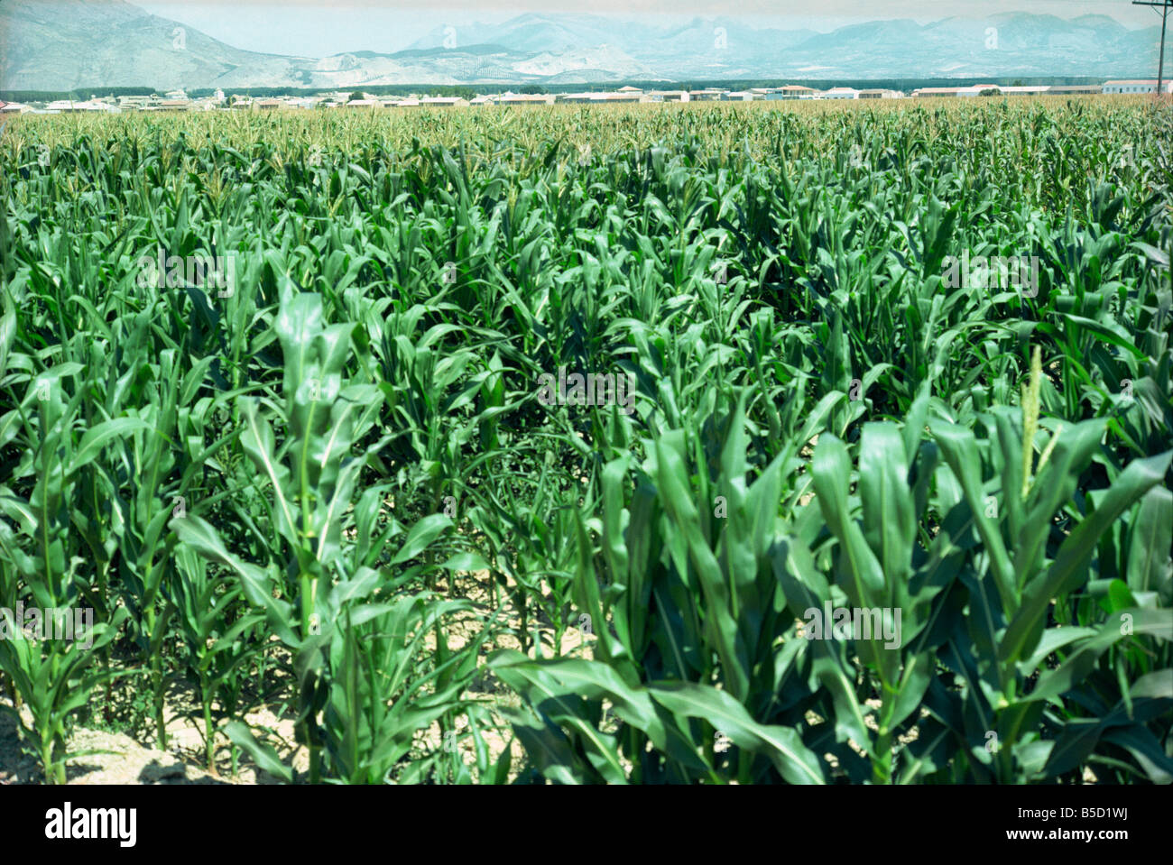 Mais in der Nähe von Granada-Andalusien-Spanien-Europa Stockfoto