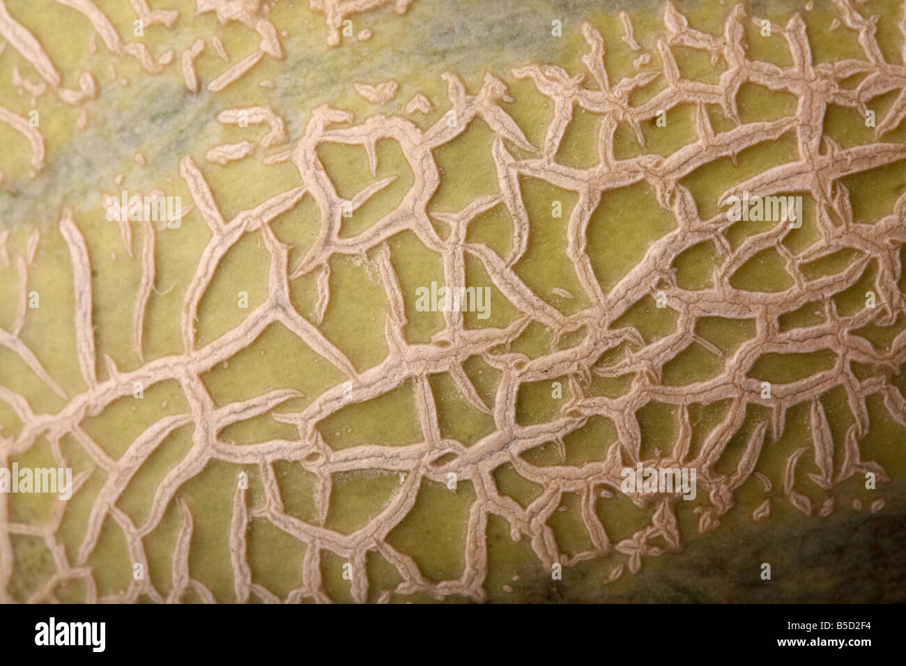 Haut des Europäischen reife Melone Melone Stockfoto