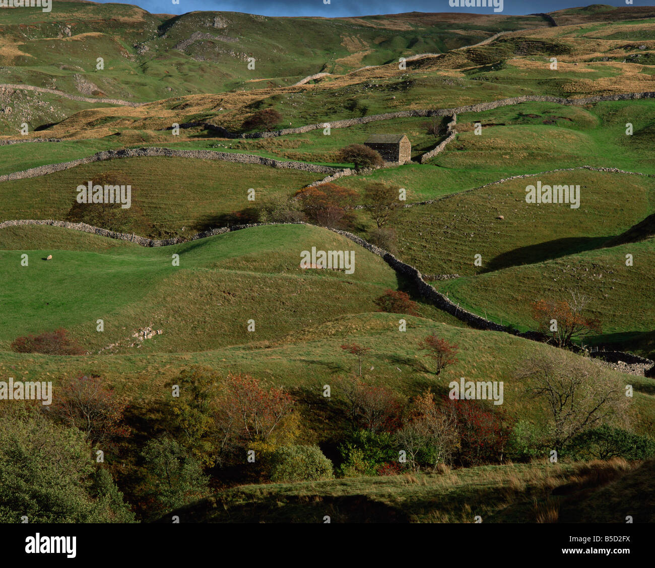 Stein eingemauert, Felder und das Bauernhaus im Tal Swaledale Yorkshire Dales Yorkshire England UK M Mawson Stockfoto