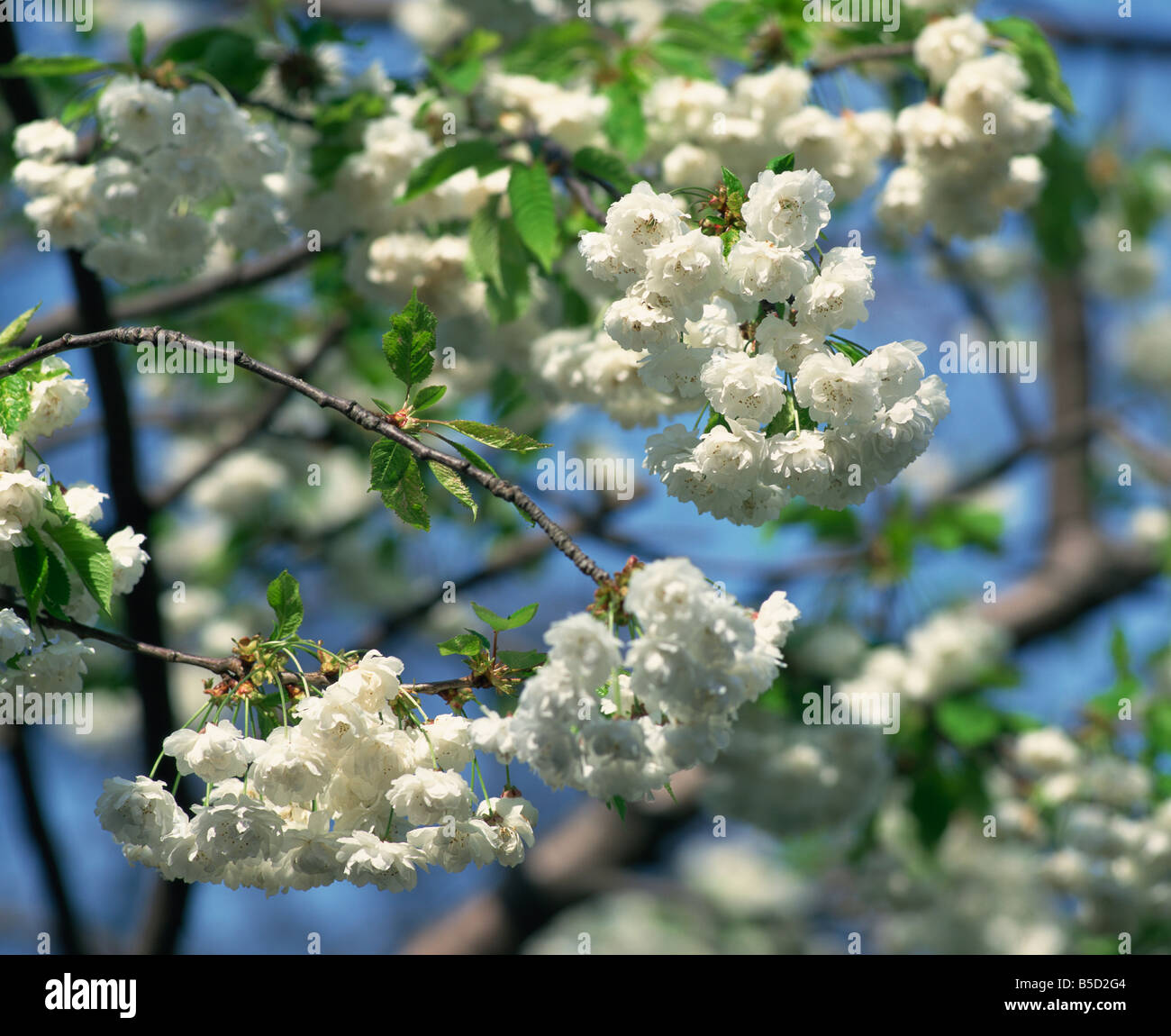 Nahaufnahme der Blüte weiße Feder an einem Baum in London England M Mawson Stockfoto