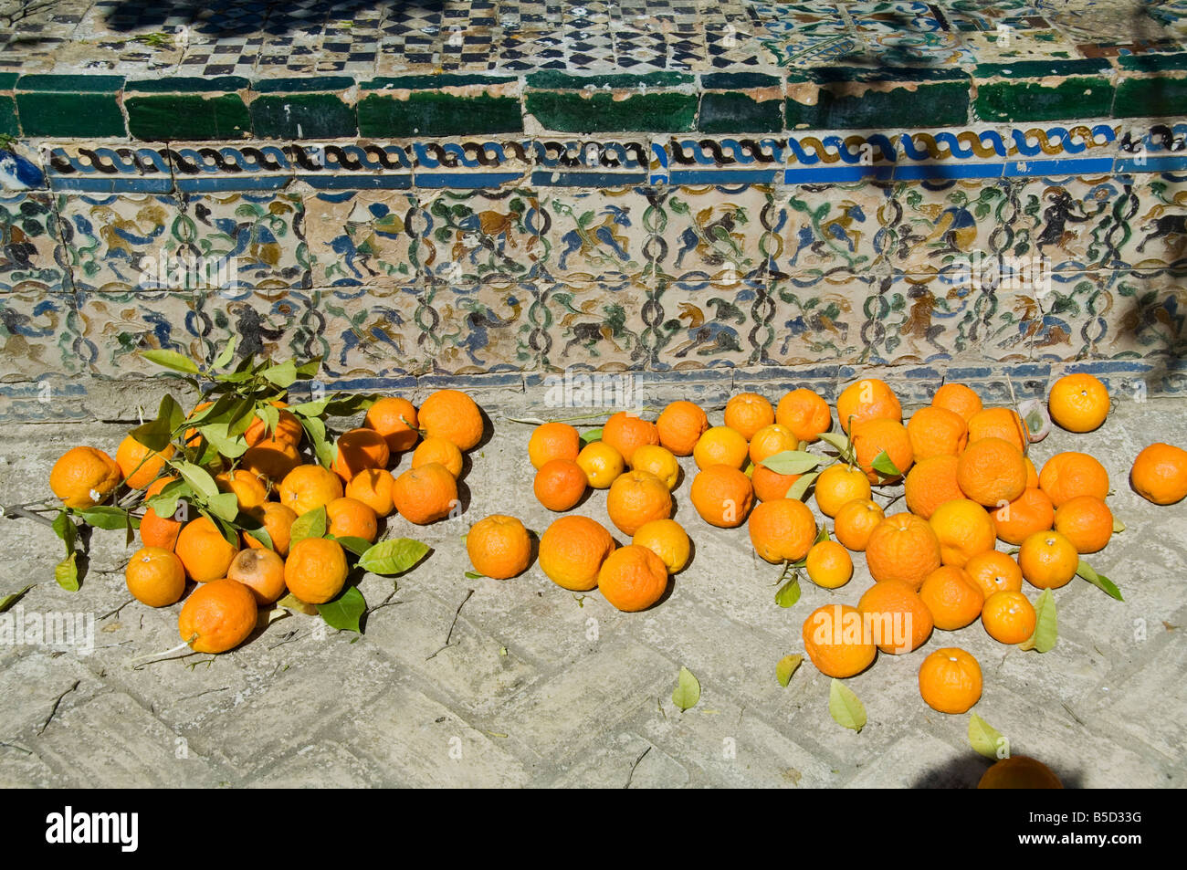 Reifer Orangen entfernt von Bäumen in den Gärten des Real Alcazar, Santa Cruz Viertel, Sevilla, Andalusien (Andalusien), Spanien Stockfoto