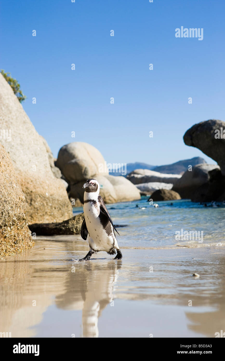 Pinguin am Boulders Beach, Cape Town, Western Cape, Südafrika Stockfoto