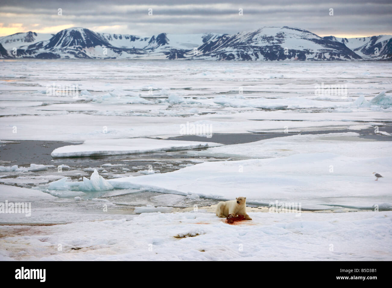 Eisbär mit dichten Knochen in der arktischen Landschaft Stockfoto