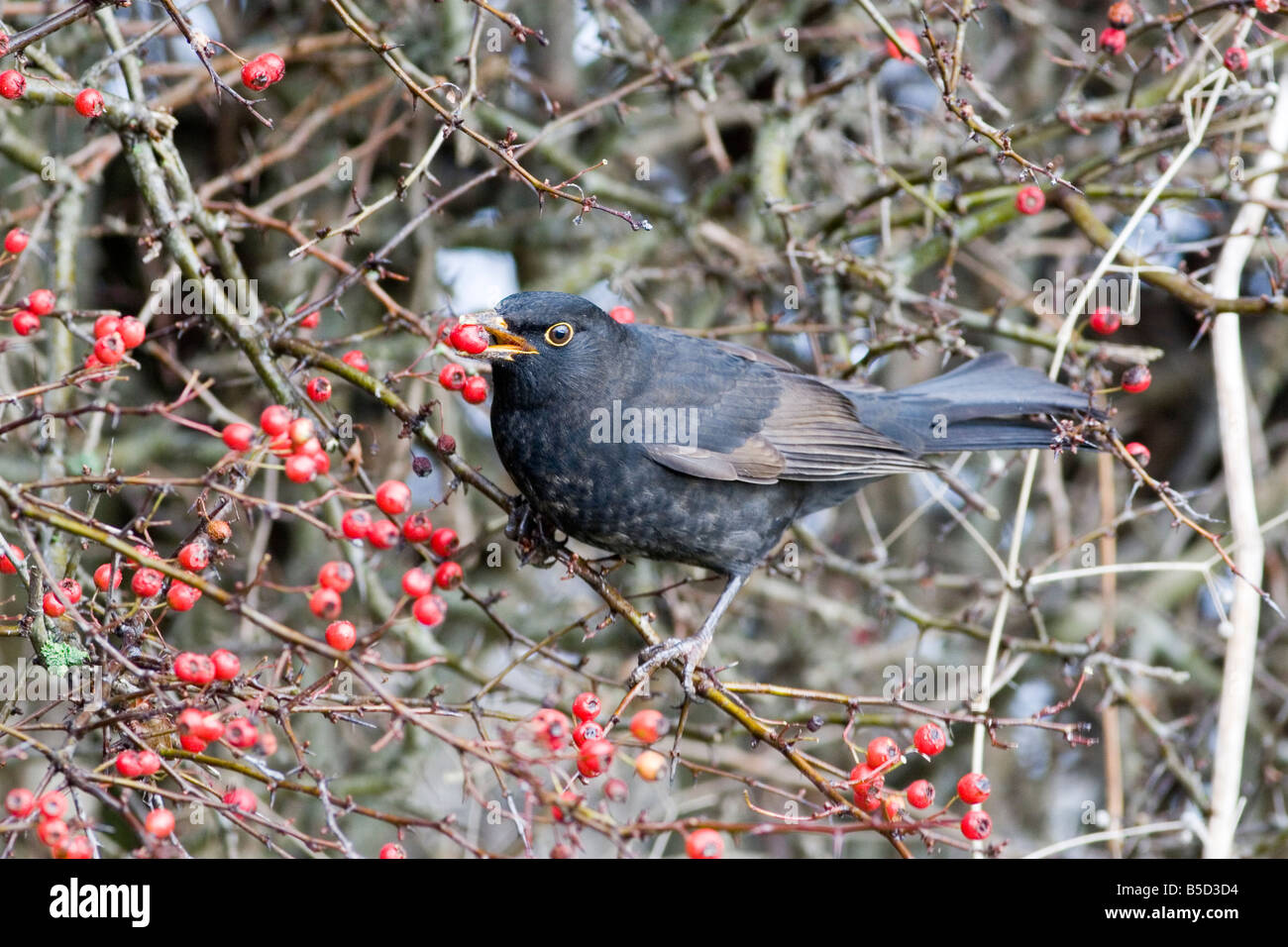 Amsel - Turdus Merula - rote Beeren essen Stockfoto