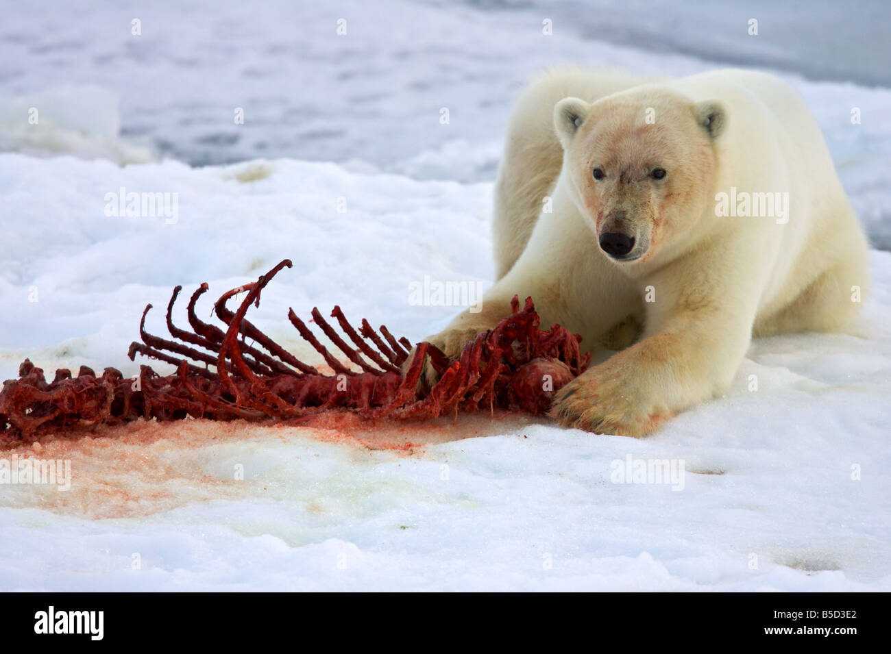 Eisbär mit Dichtung Knochen Stockfoto