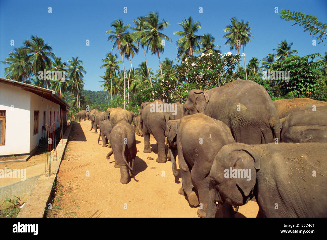 Elefanten-Waisenhaus Pinnawala Sri Lanka Asien Stockfoto