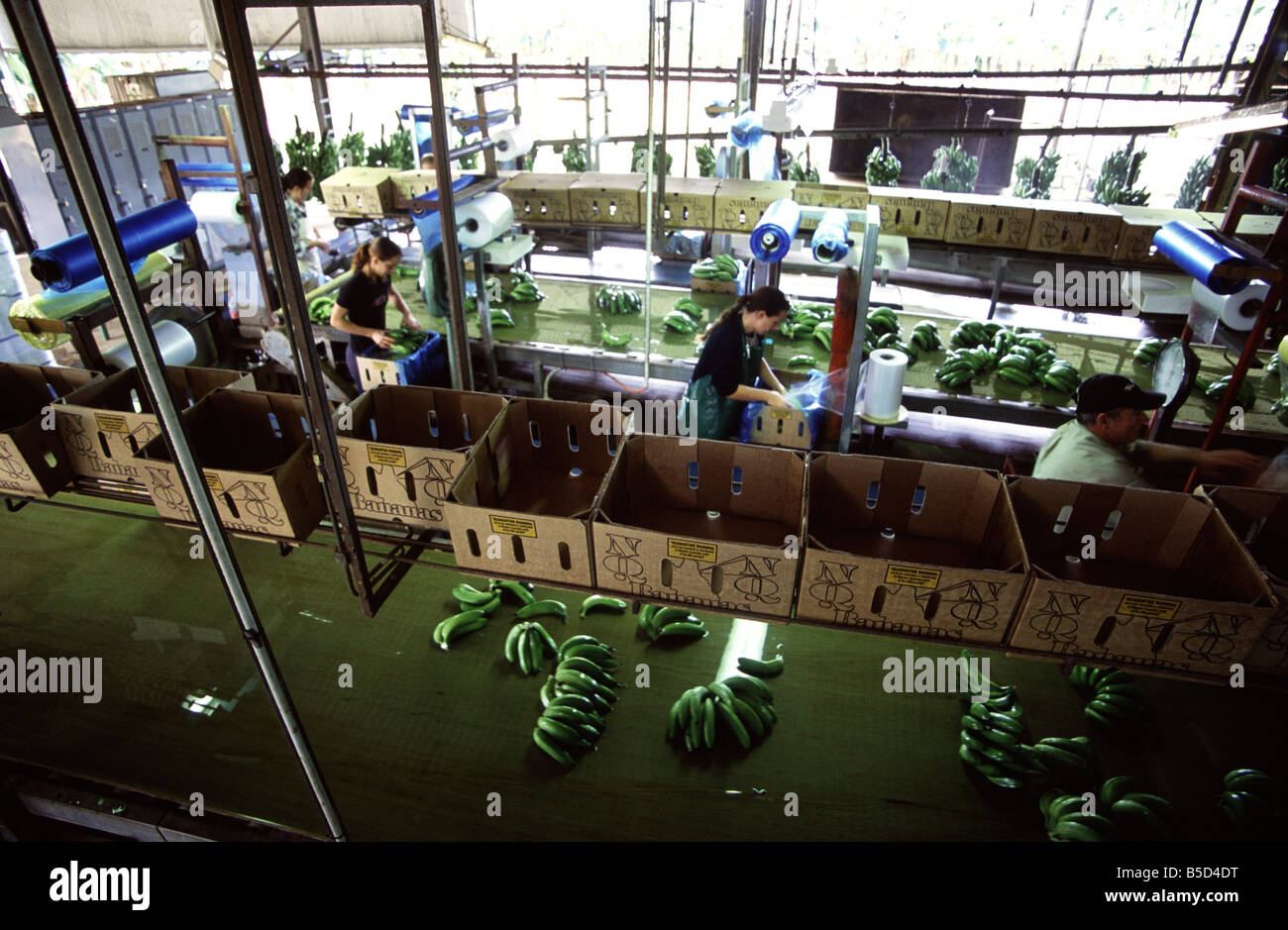 Eine Banane-Verarbeitung-Fabrik auf einer Banane-Farm im Norden von Queensland. Stockfoto