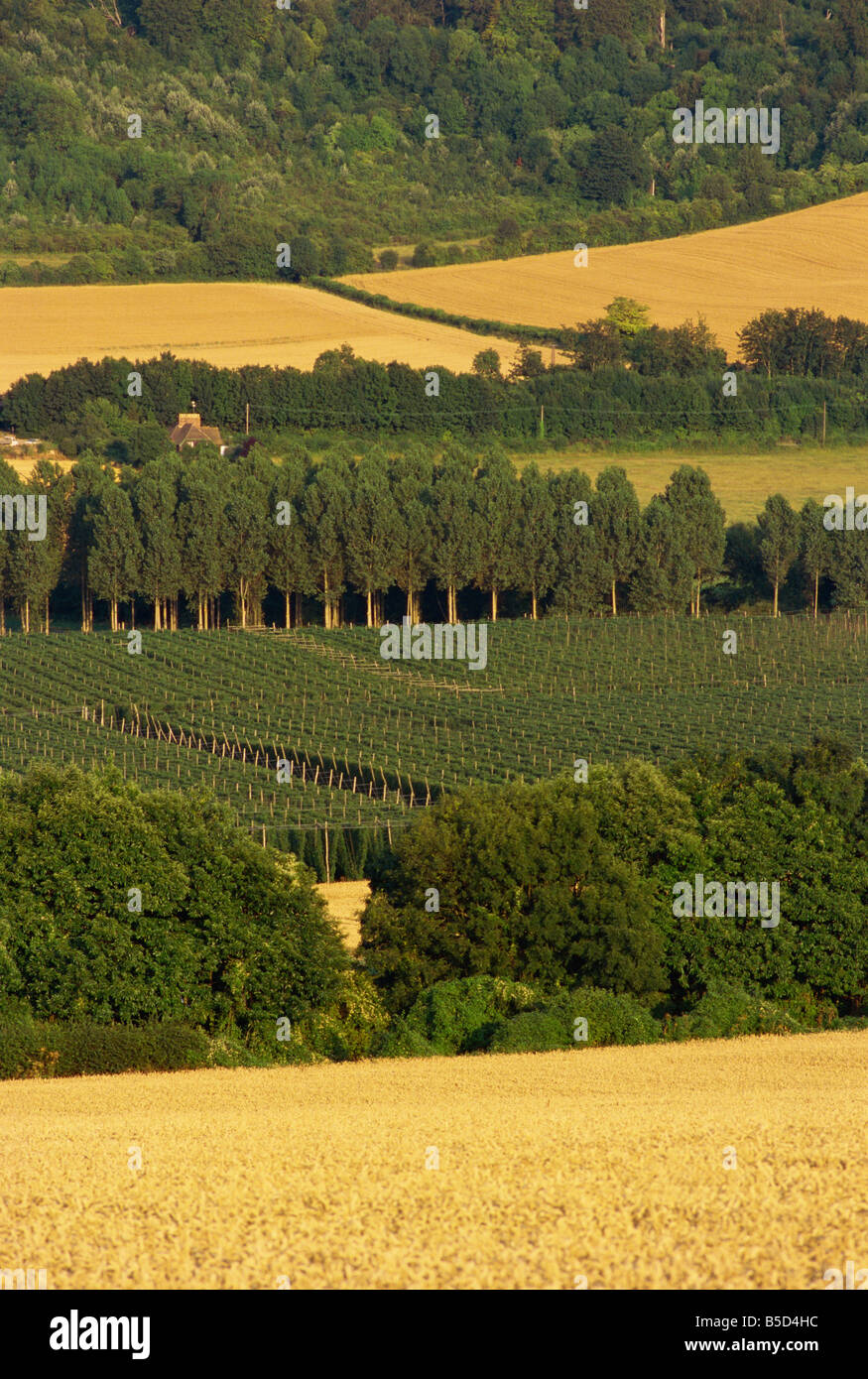 Hopfen Darent Senke nahe Shoreham Kent England England Europa Stockfoto