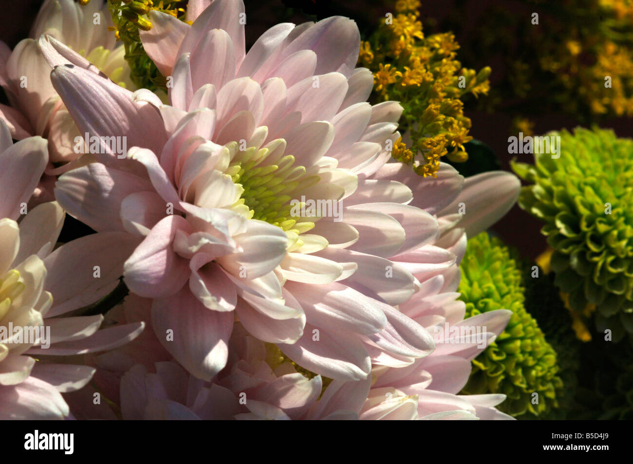 Eine Variation der Chrysanthemen Stockfoto