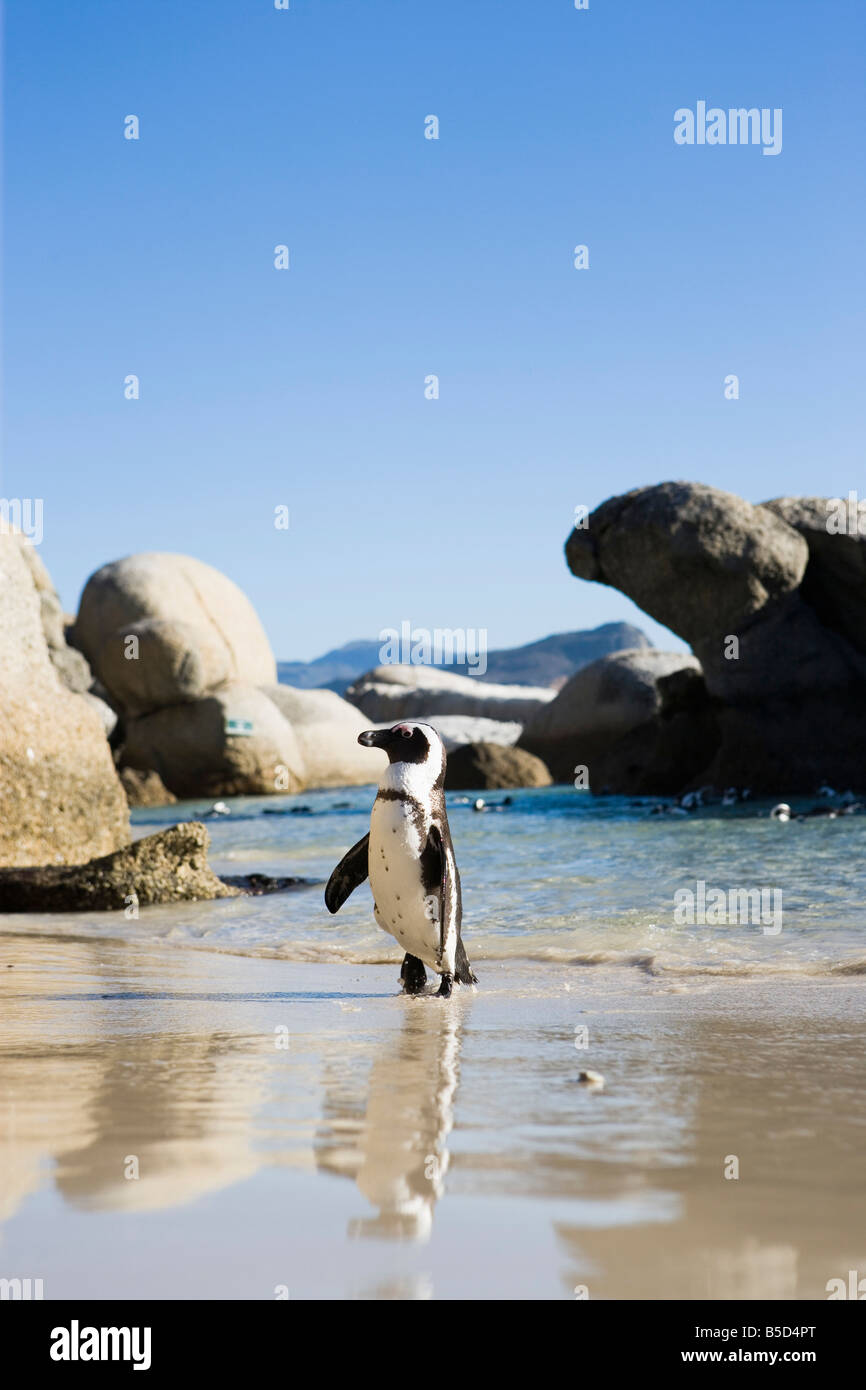 Pinguin am Boulders Beach, Cape Town, Western Cape, Südafrika Stockfoto