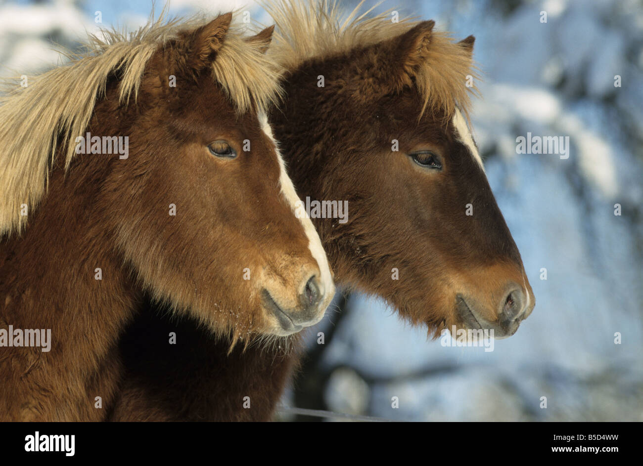 Isländische Pferd (Equus Caballus), Mantel zwei Individuen im Winter auf einer Wiese Stockfoto