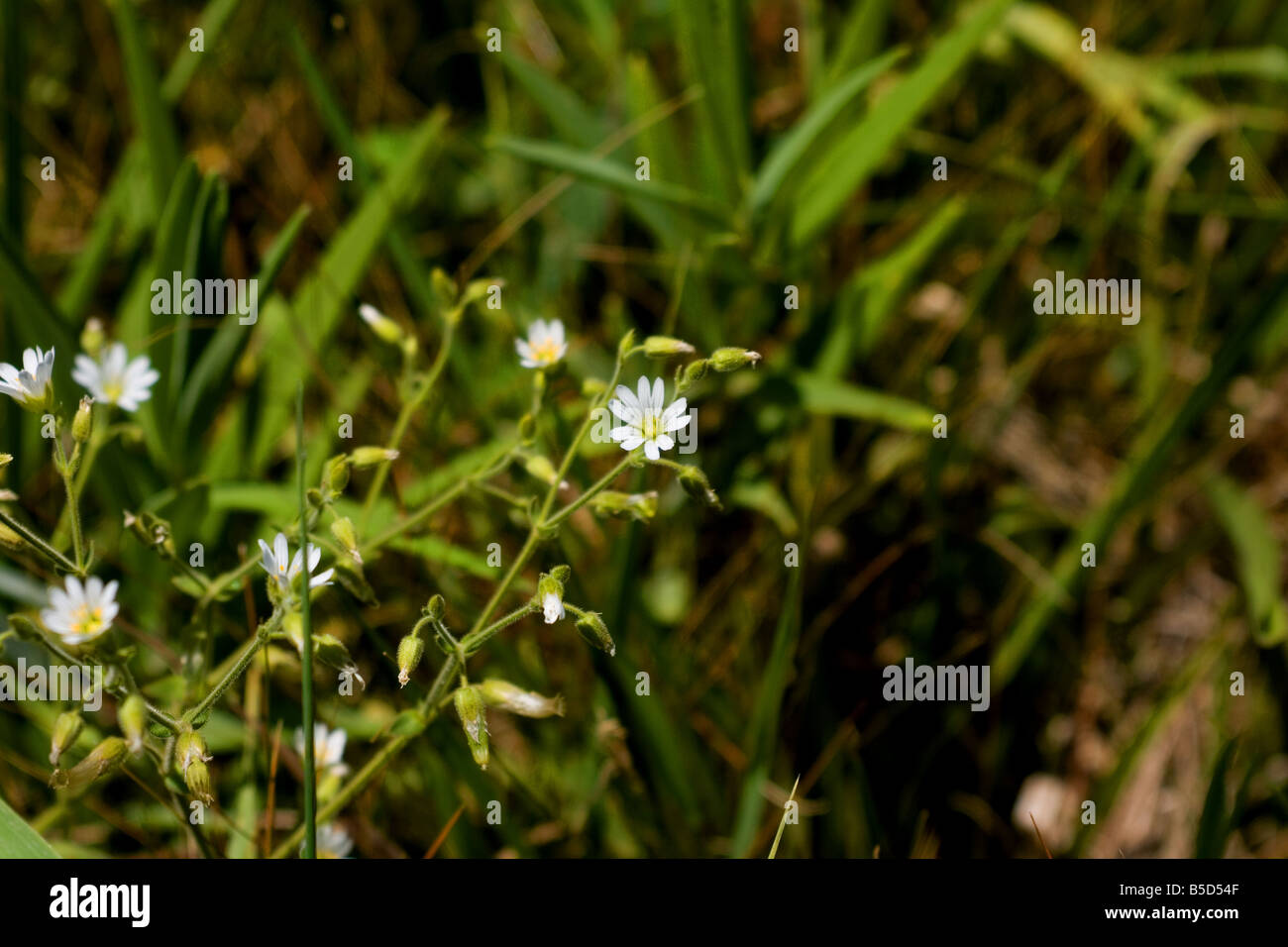 Wildblumen-Nahaufnahme Stockfoto