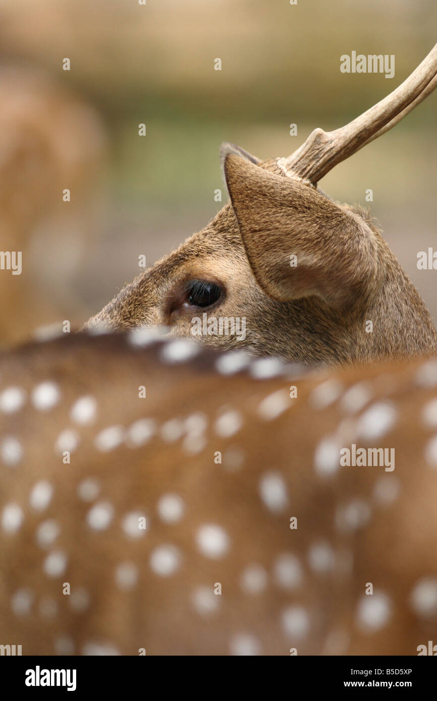 Ein schönes Reh im National Zoo Kuala Lumpur Stockfoto